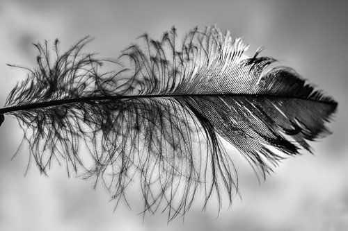 Veer in zwart wit