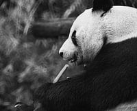 Relaxing panda in black and white photography