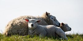 Lamb with mother in the meadow by EJH Photography