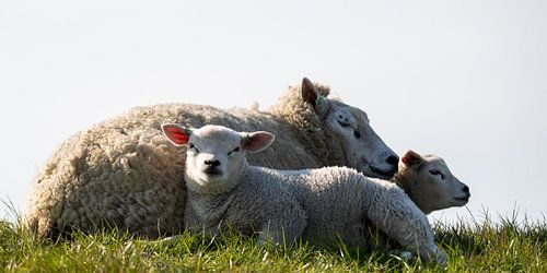 Lamb with mother in the meadow by EJH Photography