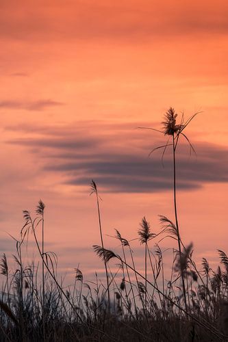 Waving reeds