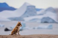 Puppy from Greenland Dog in Disko Bay, Greenland by Martijn Smeets thumbnail