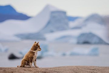 Puppy van Groenlandse Hond in Disko Bay, Groenland