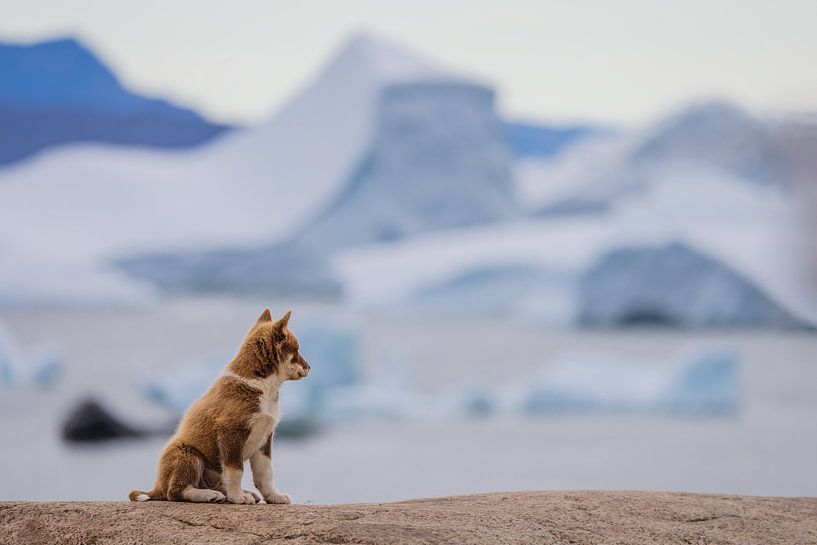 Puppy from Greenland Dog in Disko Bay, Greenland by Martijn Smeets