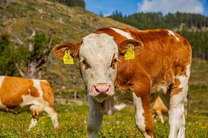 Nahaufnahme eines Kalbes in Kärnten (Österreich) von Laura V