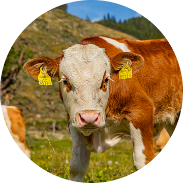 Close-up van een kalfje in Karinthië (Oostenrijk)