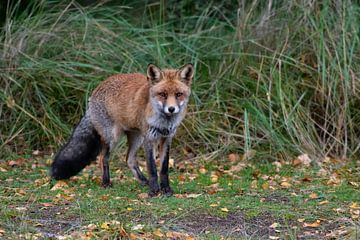 Fox by Merijn Loch