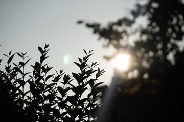 Laaghangende zon schijnt mooi door de bomen van Pim Coenraads