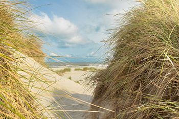 strand, zee, zon, duinen, helmgras, Ameland