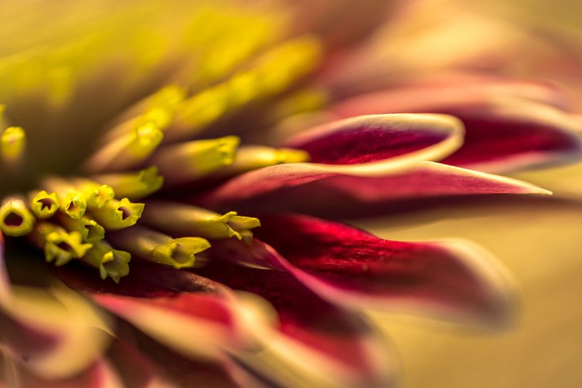 Abstract flower by Paquita Six