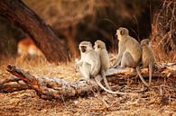 Monkeys on a row in Sabi sands park South Africa by Anne Jannes thumbnail