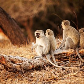 apen op een rij in Sabi sands park Zuid Afrika van Anne Jannes