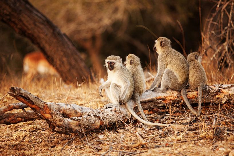 Monkeys on a row in Sabi sands park South Africa by Anne Jannes