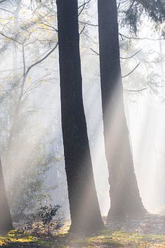 Le soleil illumine les bois de Zeister ! sur Peter Haastrecht, van
