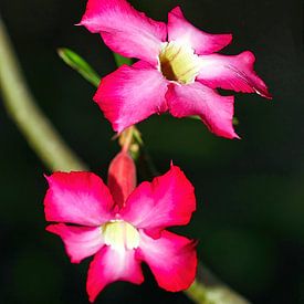 Desert Rose by Eduard Lamping