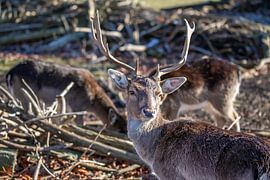 Fallow deer