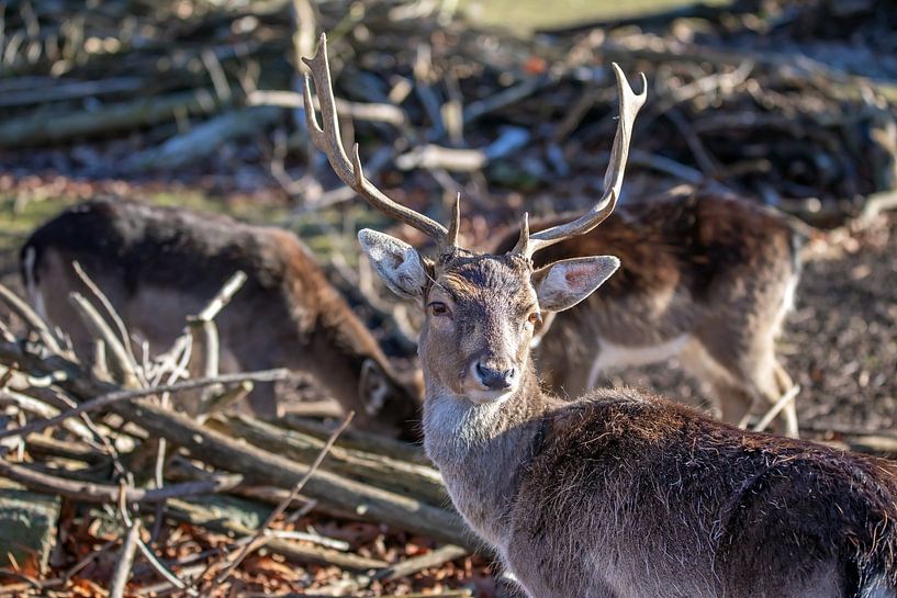 Fallow deer by t.ART