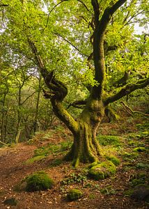 Alter Twist-Baum im Wald von Harm Bouwman