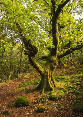 Oude kronkel boom in het bos