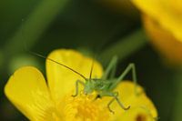 a beautiful grasshopper
