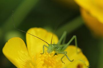 eine schöne Heuschrecke von Janno blok