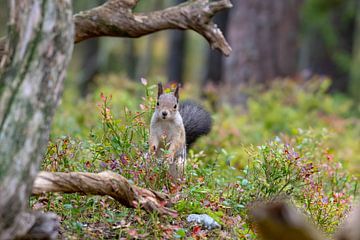 Eichhörnchen von Merijn Loch