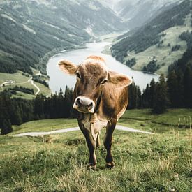 Tyrolean cow in a wonderful summer landscape in the Zillertal by Daniel Kogler