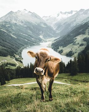 Tyrolean cow in a wonderful summer landscape in the Zillertal by Daniel Kogler