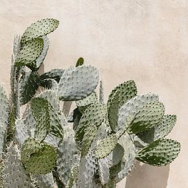 Cactus voor een pastel roze vintage muur in Italië van Photolovers reisfotografie