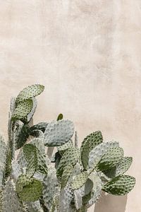 Cactus devant un mur vintage rose pastel en Italie