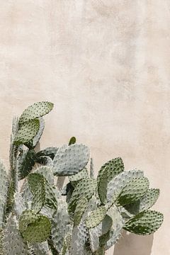 Cactus voor een muur in Italië
