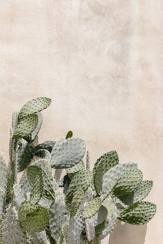 Cactus voor een pastel roze vintage muur in Italië