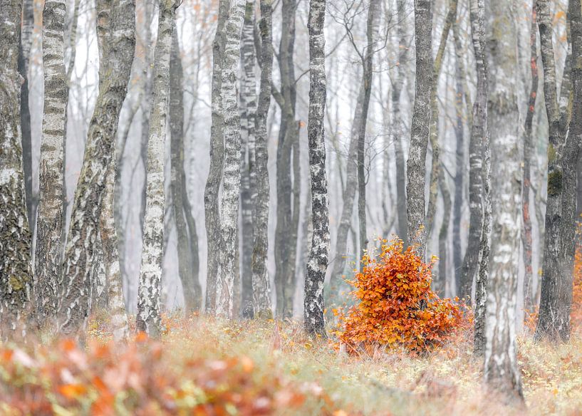 Autumn colours on Planken Wambuis by Nicky Kapel