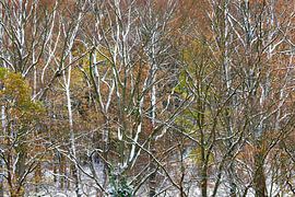 Forêt dans les monts Métallifères en hiver