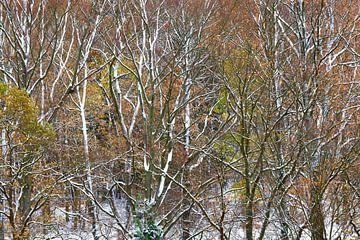 Forest in the Ore Mountains in winter by Thomas Jäger