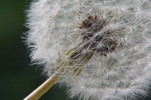 Close up van een paardenbloem