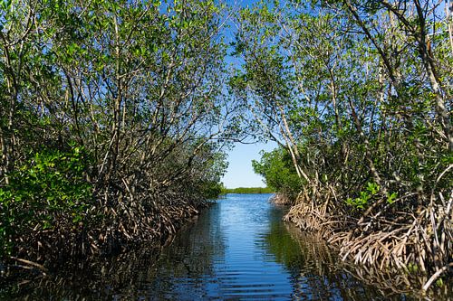 Verenigde Staten, Florida, Weg door mangrovebos van everglades