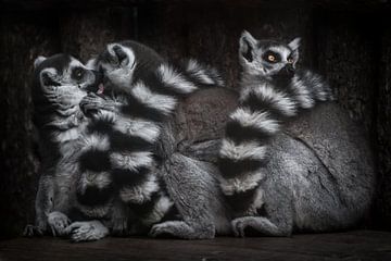 Drei Ringelschwanz-Lemuren in einem Haufen von zwei Lecken, die man ignoriert