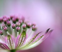 Purple dream