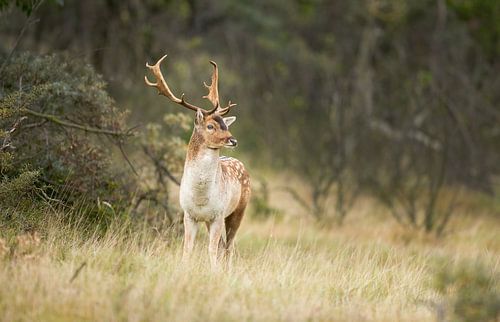 Fallow deer in the dunes