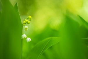 Le muguet brille dans la forêt