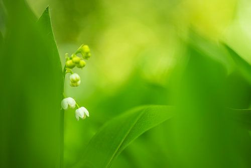 Lily of the Valley shines in the forest