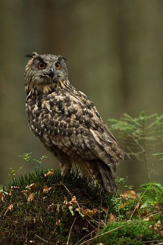 De oehoe ( Europese oehoe ( Europese oehoe, Bubo bubo ) zit in het bos en kijkt om zich heen.