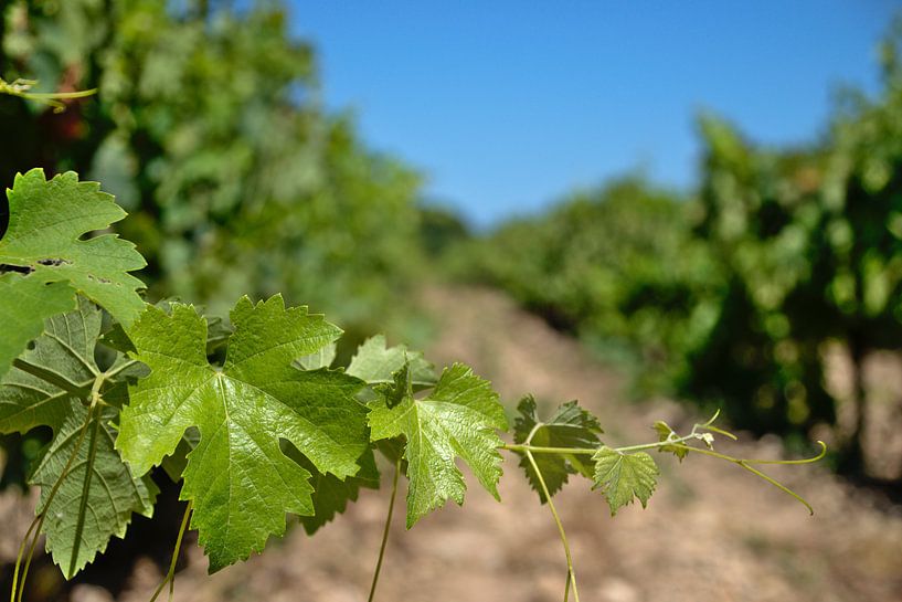 Wijngaard in Frankrijk van Jerke Taeymans