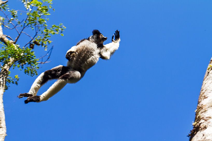 Vliegende Indri Indri by Dennis van de Water