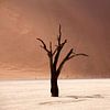 Wüste Deadvlei,   Namibia von Peter Schickert