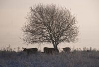 Schotse hooglanders in sneeuw landschap