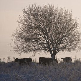 Schotse hooglanders in sneeuw landschap van Elise Daanen