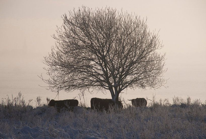 Schottische Hochlandbewohner in verschneiter Landschaft von Elise Daanen