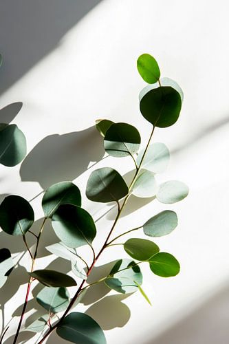 Eucalyptus branch shade